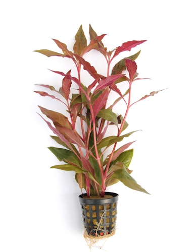 Alternanthera reineckii 'rot'