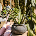 Vorschaubild Plant Pot Ensio schwarz antik