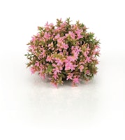 biOrb Blumenball pink (46088)
