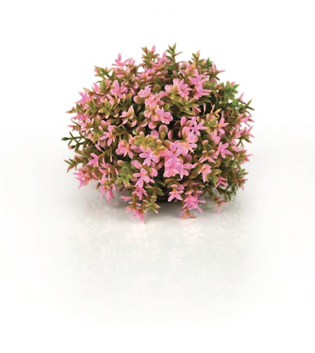 biOrb Blumenball pink (46088)