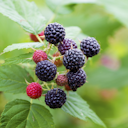 Vorschaubild schwarze Sommerhimbeere Takuya