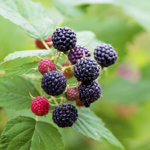 schwarze Sommerhimbeere Takuya