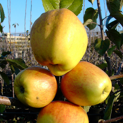 Gesundheitsapfel Amida