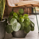 Vorschaubild Plant Pot Jouko schwarz