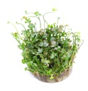 Marsilea hirsuta In-Vitro