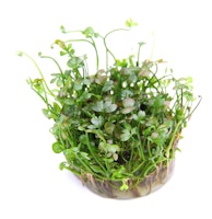 Marsilea hirsuta In-Vitro