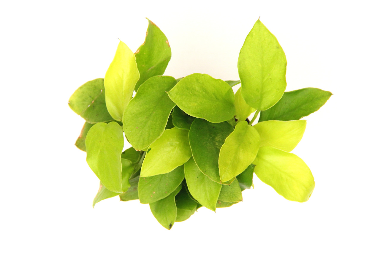 Anubias barteri var. nana 'gold' Topf