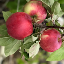 Vorschaubild Sallys Backapfel Asuka