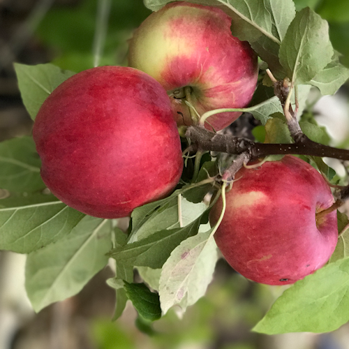 Sallys Backapfel Asuka