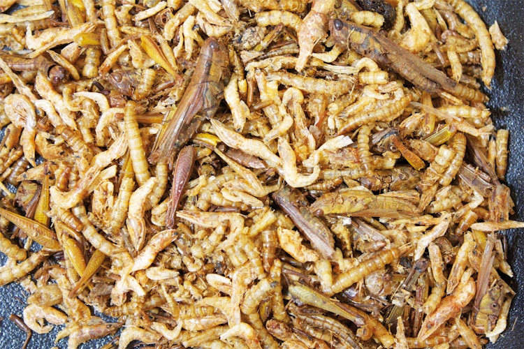 JR FARM Nager Eiweiß-Cocktail Nahrungsergänzung für Kleintiere