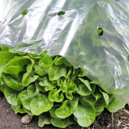 Noor Frühbeetfolie 1,5 x 10 m