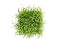 Lilaeopsis brasiliensis