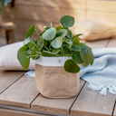 Vorschaubild Restberry´s Pflanzkorb