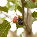 Vorschaubild Maulbeere Daisuke