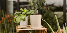 Wikholm form Design Pflanzgefäß / Blumentopf Keramik creme ⌀ 14 x H 15 cm inkl. UntersetzerZubehörbild