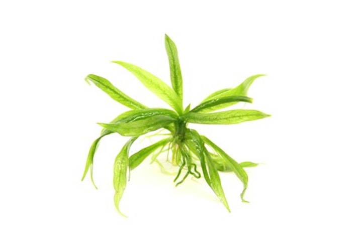 Helanthium bolivianum 'Quadricostatus' In-Vitro