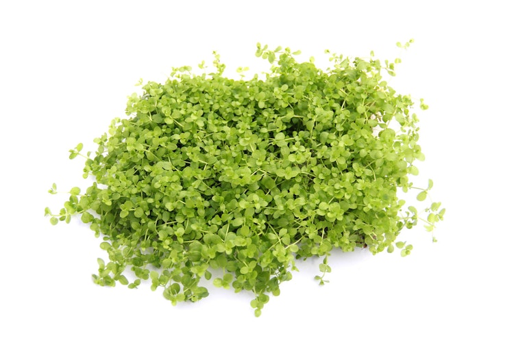 Micranthemum tweediei