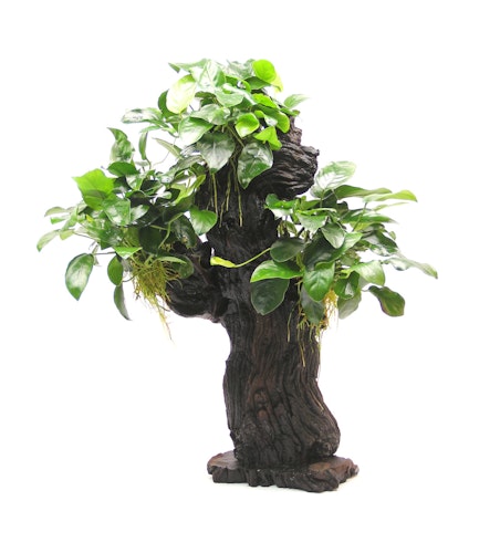 Anubias barteri var. Nana 'Mbuna' Wurzel