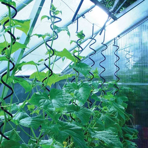 Juliana Pflanzenspiralen (3 Stück)