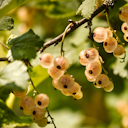 Vorschaubild Weiße Johannisbeere Kiyoko