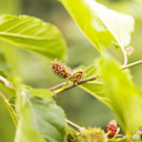 Vorschaubild Maulbeere Daisuke
