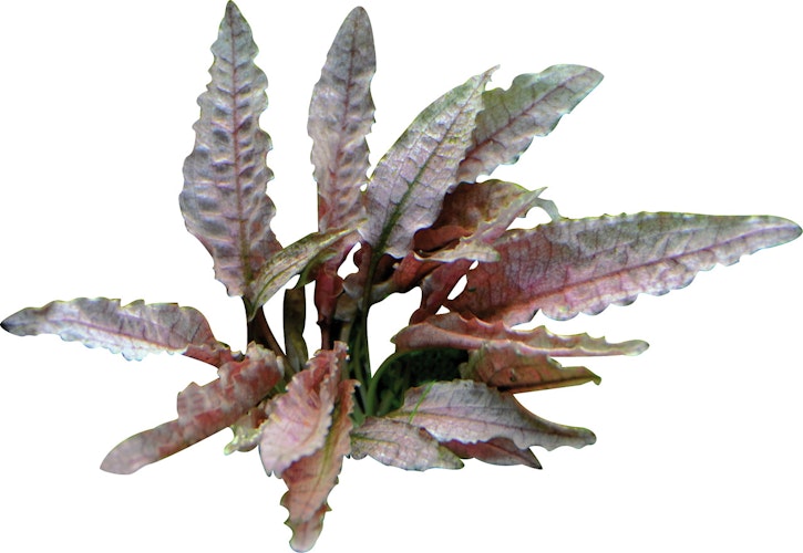 Cryptocoryne sp. 'Flamingo' Topf