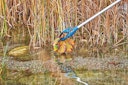 Oase Teichzange EasyPick