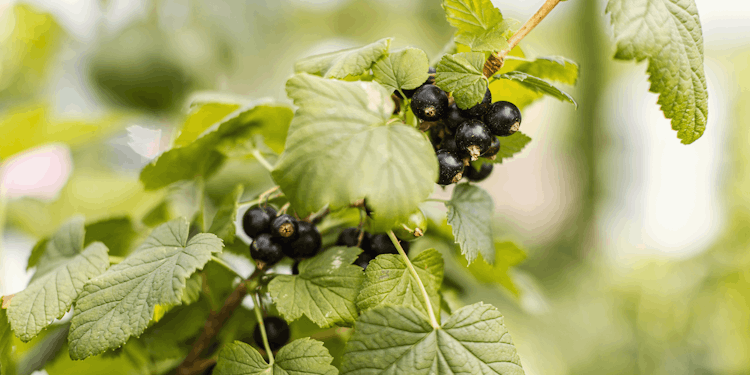 Schwarze Johannisbeere Maiko