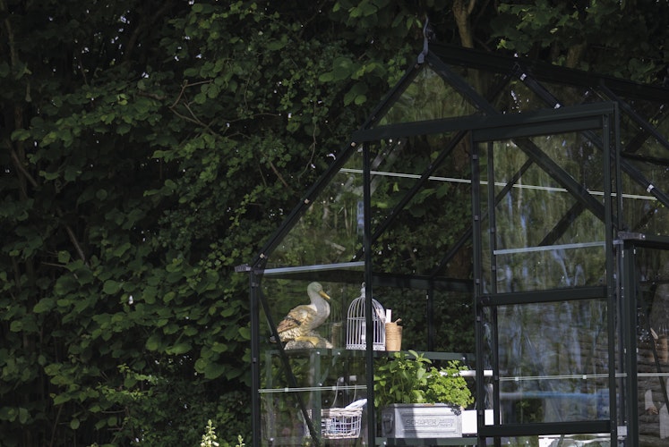 Halls Gewächshaus Icon 6 - 2,5 m² / 3,7 m² / 4,9 m² / 6,1 m²