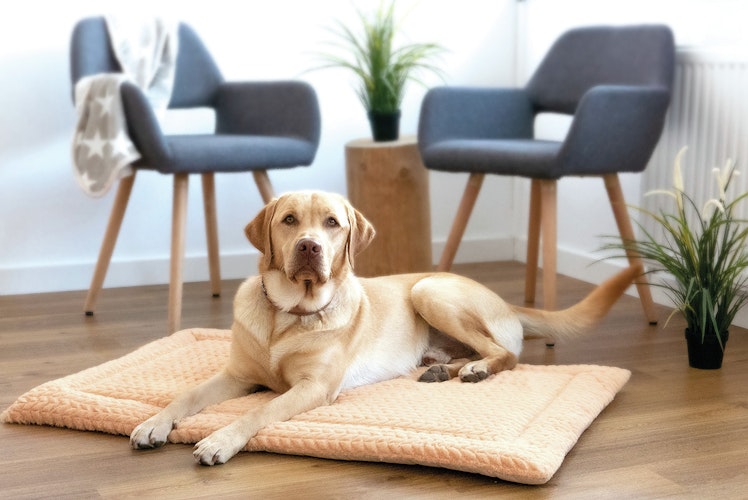 Petlando Daisy Decke beige