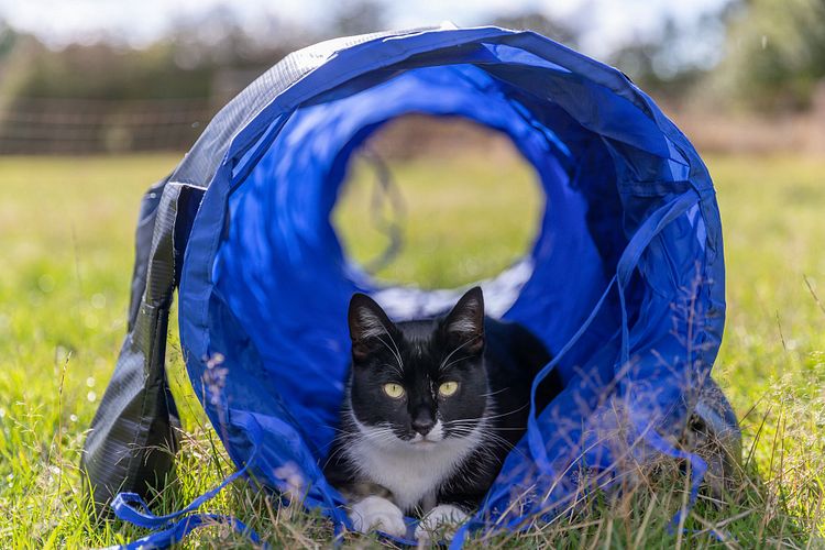 TRIXIE Fun Agility Mini Tunnel, ø 40 cm/2 m, blau