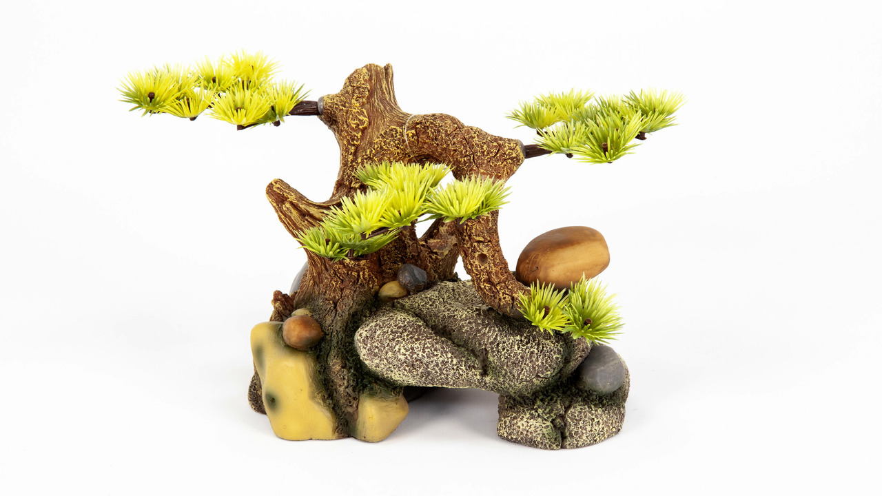 aquatlantis Bonsai auf Stein