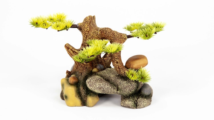 aquatlantis Bonsai auf Stein