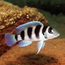 Vorschaubild JBL ProAquaTest GH Gesamthärte