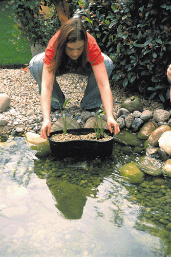 Oase Pflanzkorb oval