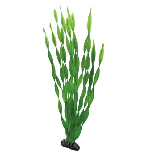 HOBBY Plant Vallisneria Aquarieneinrichtung