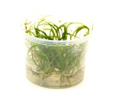 Helanthium tenellum 'rot' In-Vitro