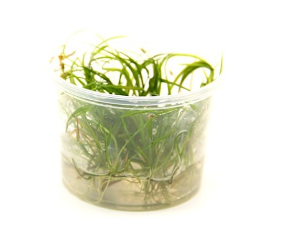 Helanthium tenellum 'rot' In-Vitro