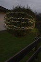 Vorschaubild Konstsmide Weihnachtsbeleuchtung LED Minilichterkette Cluster mit 800 bonbonfarben LEDs