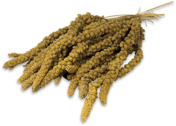JR FARM Kolbenhirse Gelb Vogelsnack