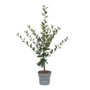 Vorschaubild Gesundheitsapfel Amida