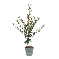 Gesundheitsapfel Amida