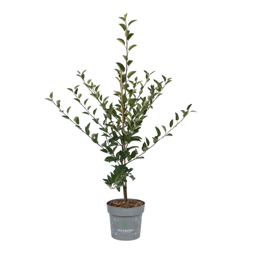 Gesundheitsapfel Amida