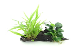 Microsorum pteropus + Anubias nana 28 x 10 x 20 Centimeter Wurzel