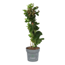 Vorschaubild Sallys Zuckerbrombeere Mayumi