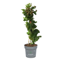 Sallys Zuckerbrombeere Mayumi