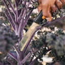 Vorschaubild Fiskars Erntemesser X-series K82 1062830