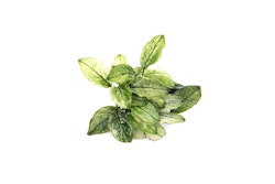 Anubias barteri var. nana 'Pinto' Topf