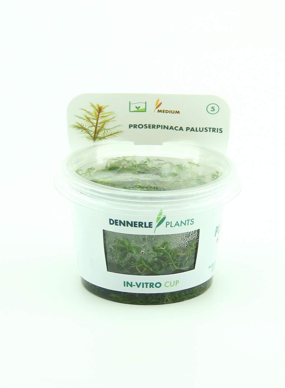Proserpinaca palustris In-Vitro