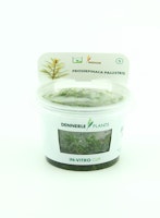 Proserpinaca palustris In-Vitro